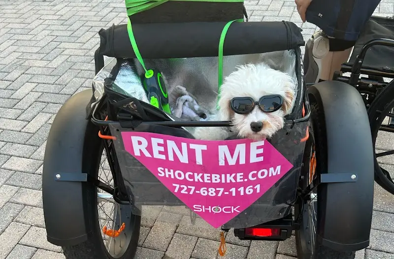 Shock E-Bike. Sales, Rental & Tours with Delivery storefront